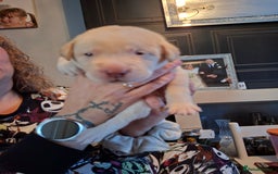 Labrador Retriever dogs for sale: Labrador puppies - Image 12