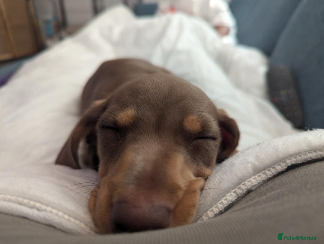 Dachshund dogs for sale: 15 weeks old female  - Image 4