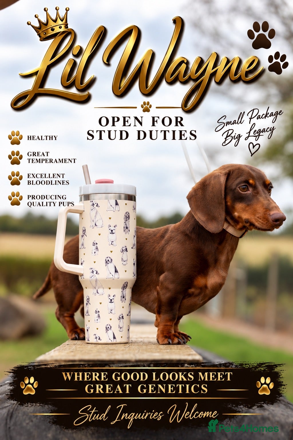 Miniature Dachshund dogs for stud: Tiny chocolate and tan miniature dachshund stud - Advert 1