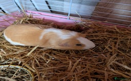 Guinea Pig rodents for sale: 2 Female guinea pigs for rehoming - Image 8