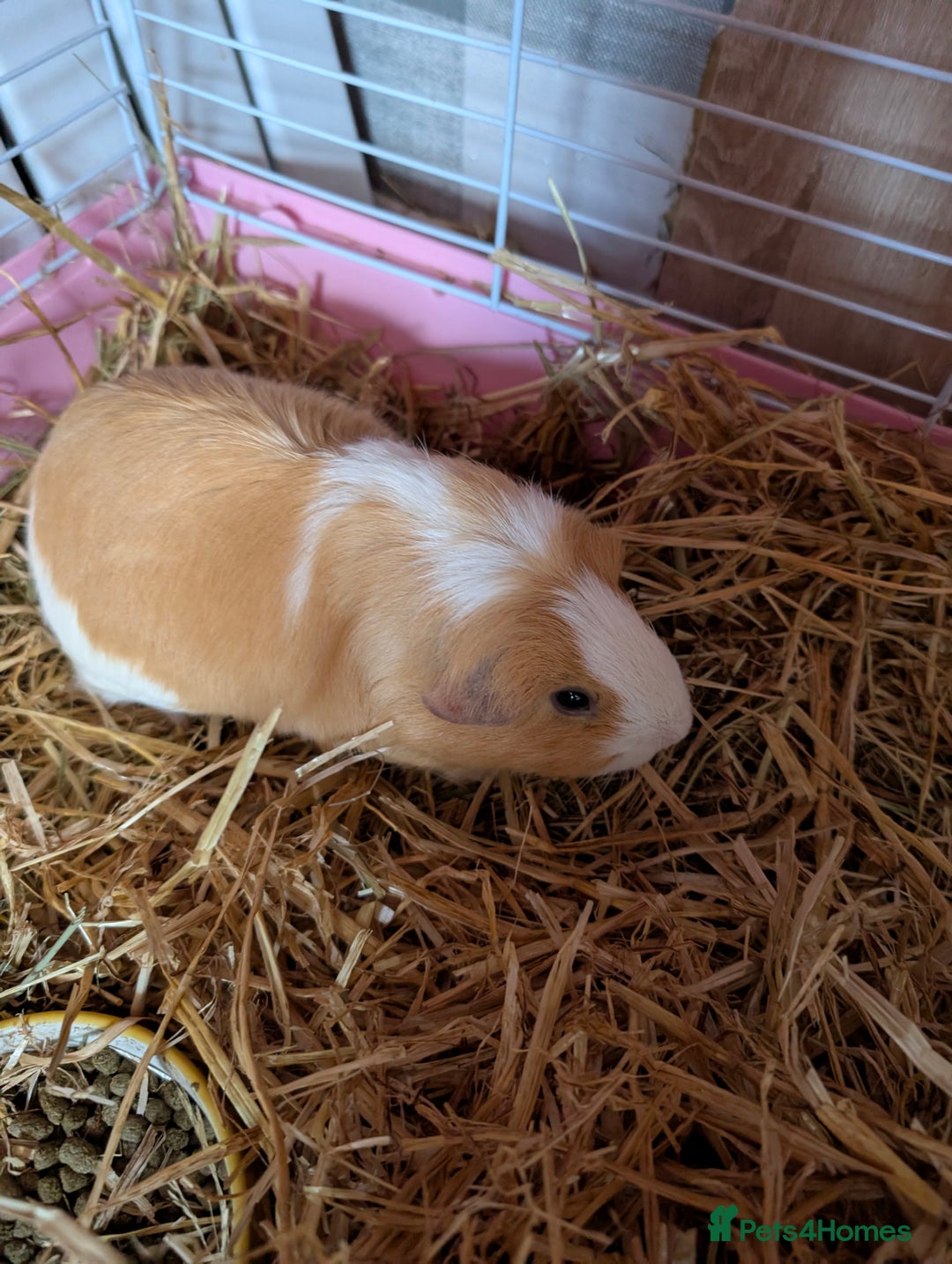 Guinea Pig rodents for sale: 2 Female guinea pigs for rehoming - Image 8