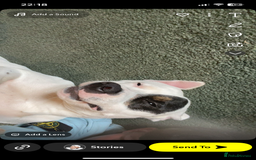 Staffordshire Bull Terrier dogs for sale: Dog for sale  - Image 2