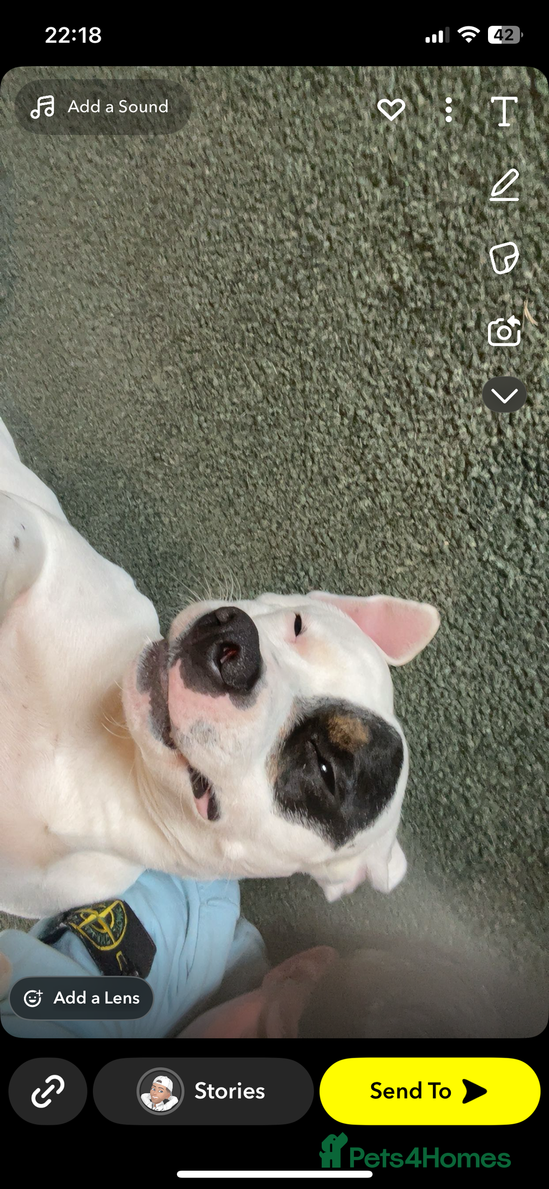 Staffordshire Bull Terrier dogs for sale: Dog for sale  - Image 2