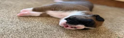 Boxer dogs for sale: Gorgeous Boxer Babies  - Advert 24