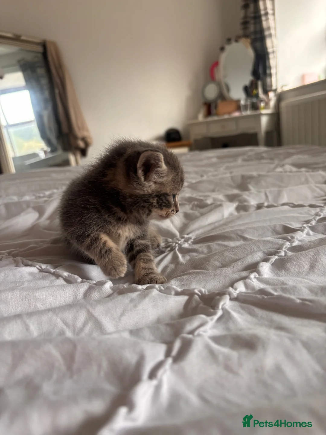 Mixed Breed cats for sale: Litter of 5 Kittens – Ready Soon  in Lancaster - Advert 17