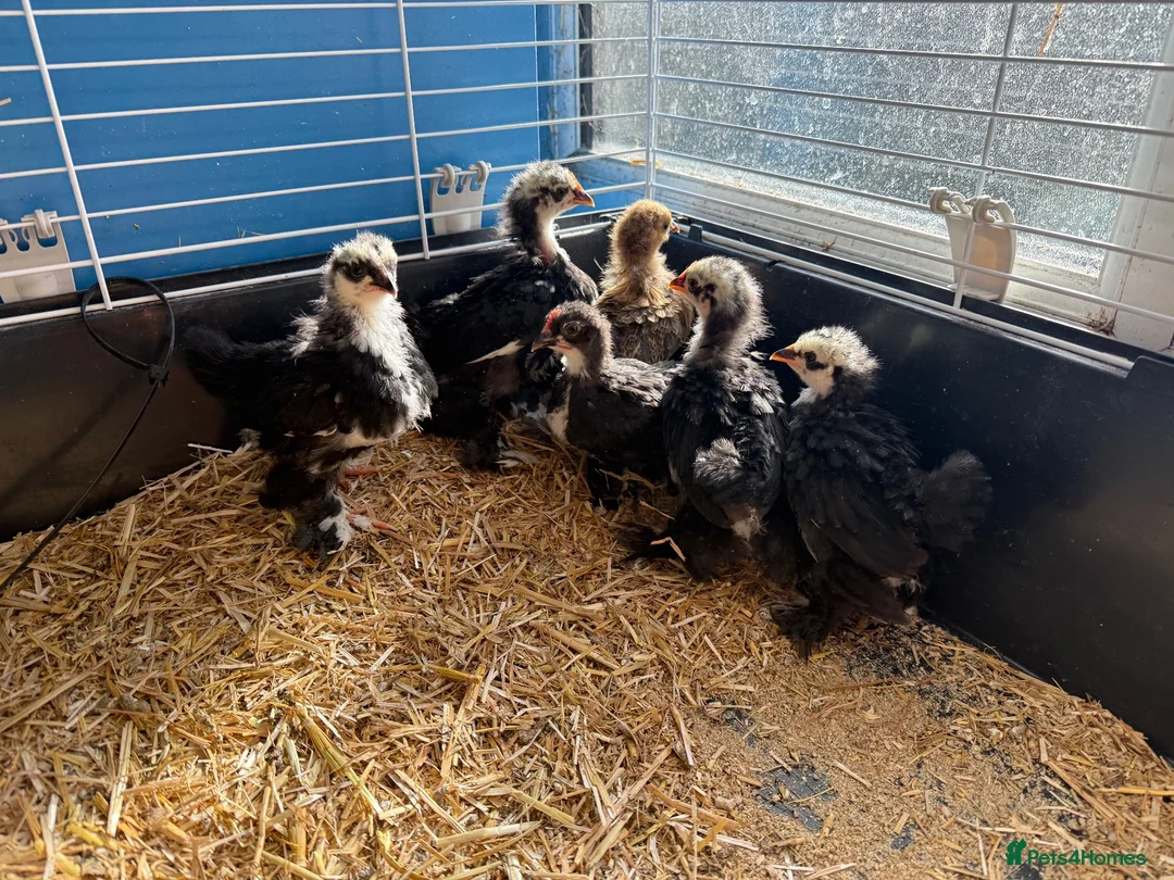 Chickens poultry for sale: Pekin bantams young chicks  - Advert 1