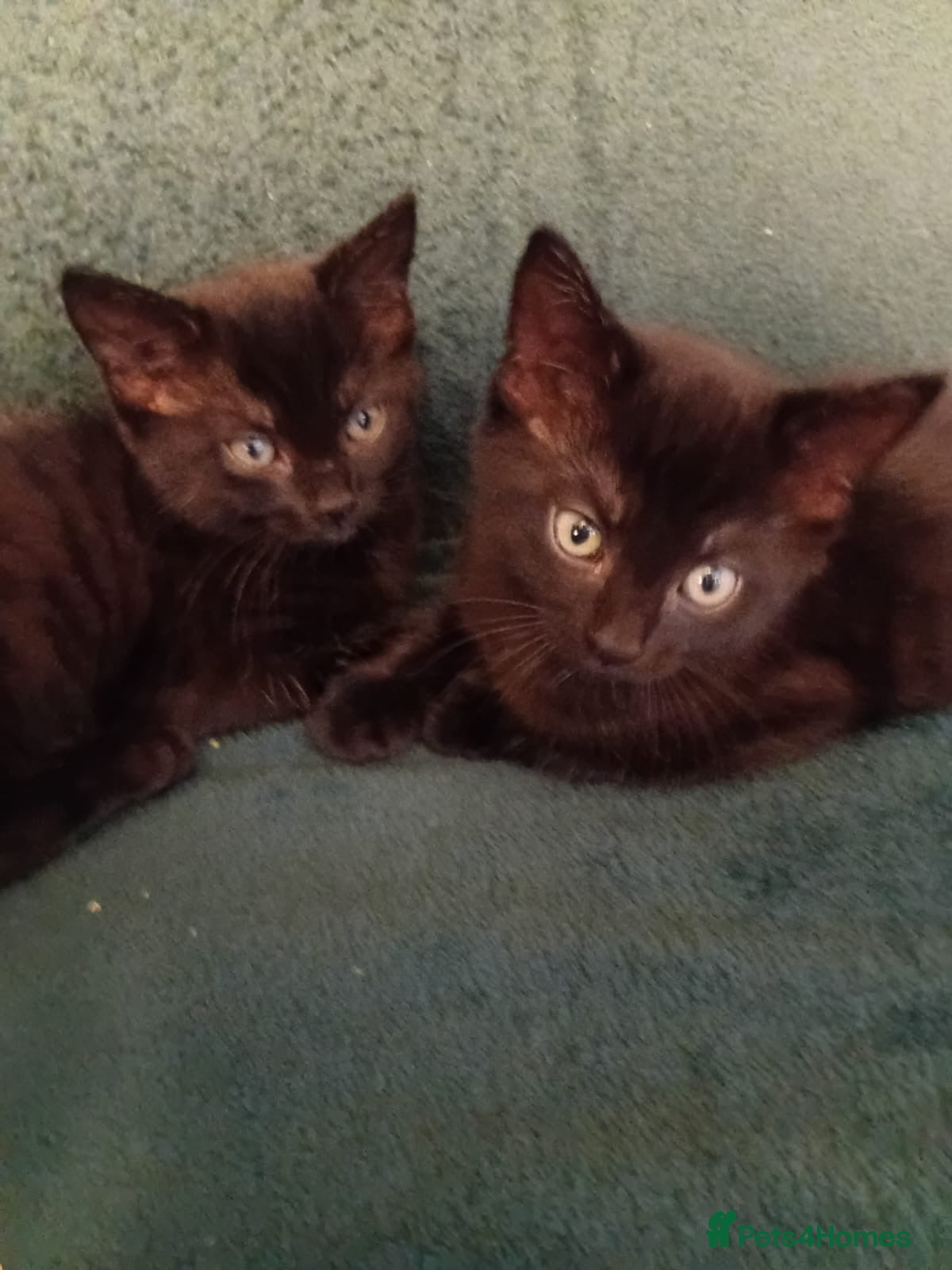 Mixed Breed cats Adorable kittens for sale  - Advert 1