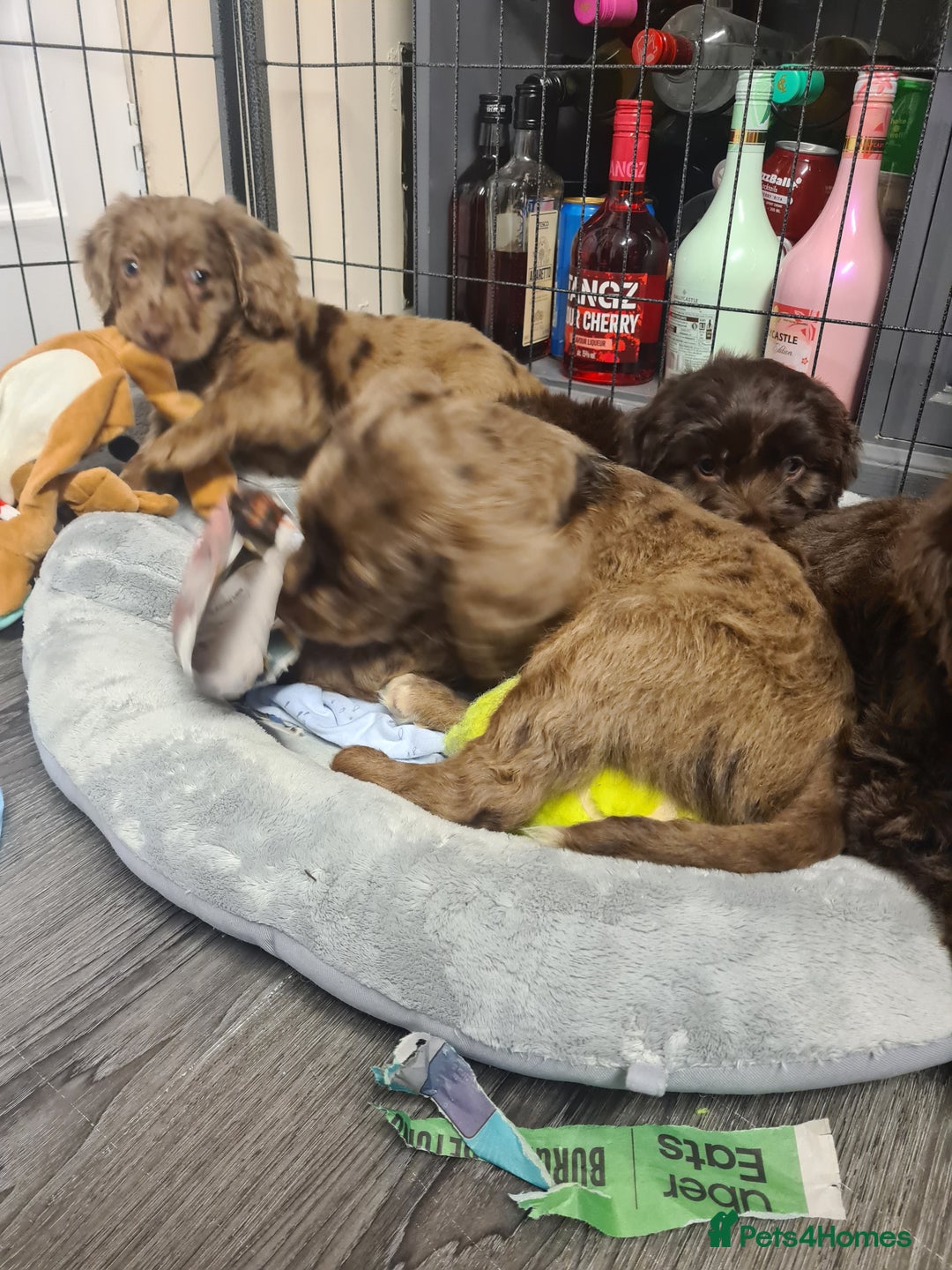 Cockapoo dogs for sale: Cockerpoo f2 - Advert 5