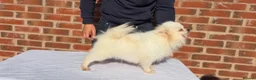 Pomeranian dogs for sale: Russian Pomeranian puppies - Advert 20