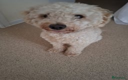 Toy Poodle dogs for sale: Beautiful, Loving Male Toy Poodle Available Now - Image 2
