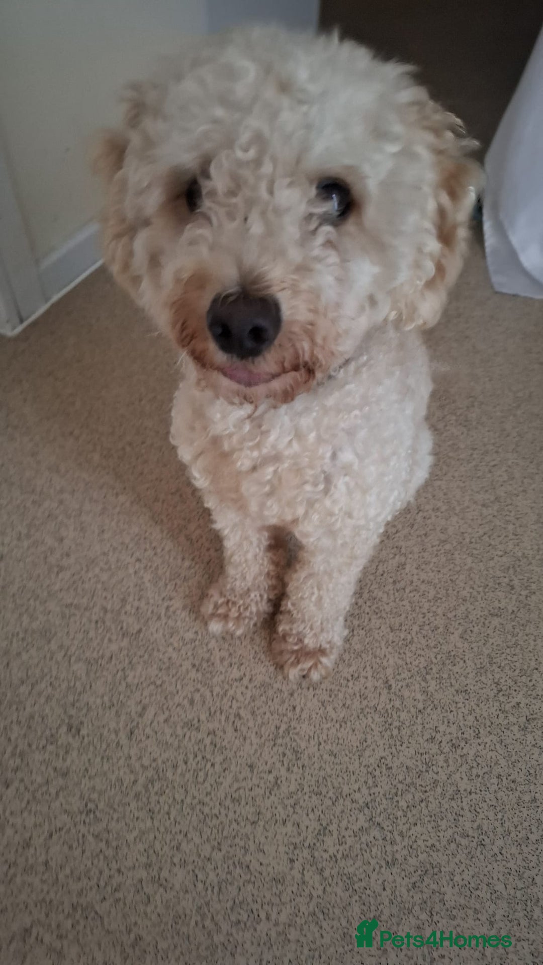 Toy Poodle dogs for sale: Beautiful, Loving Male Toy Poodle Available Now - Image 2