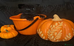 British Shorthair cats for sale: British short hair x - Image 5