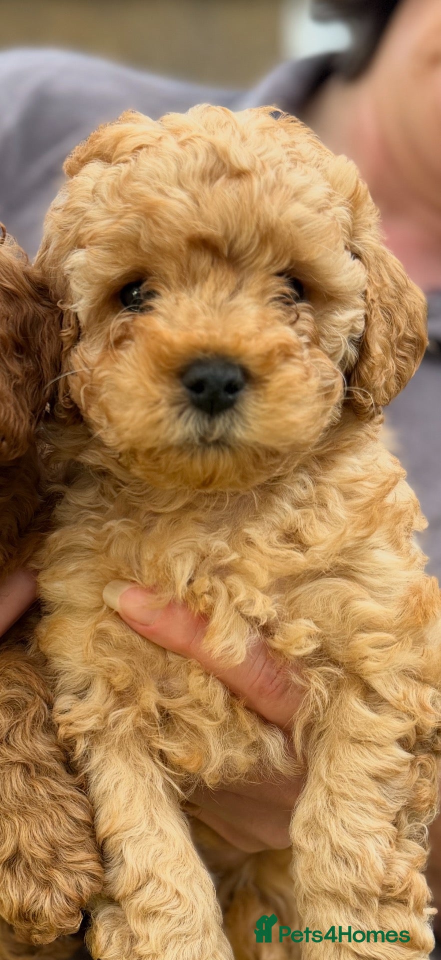 Cavapoo dogs Family reared Cavapoo Puppies **Ready now** - Advert 1