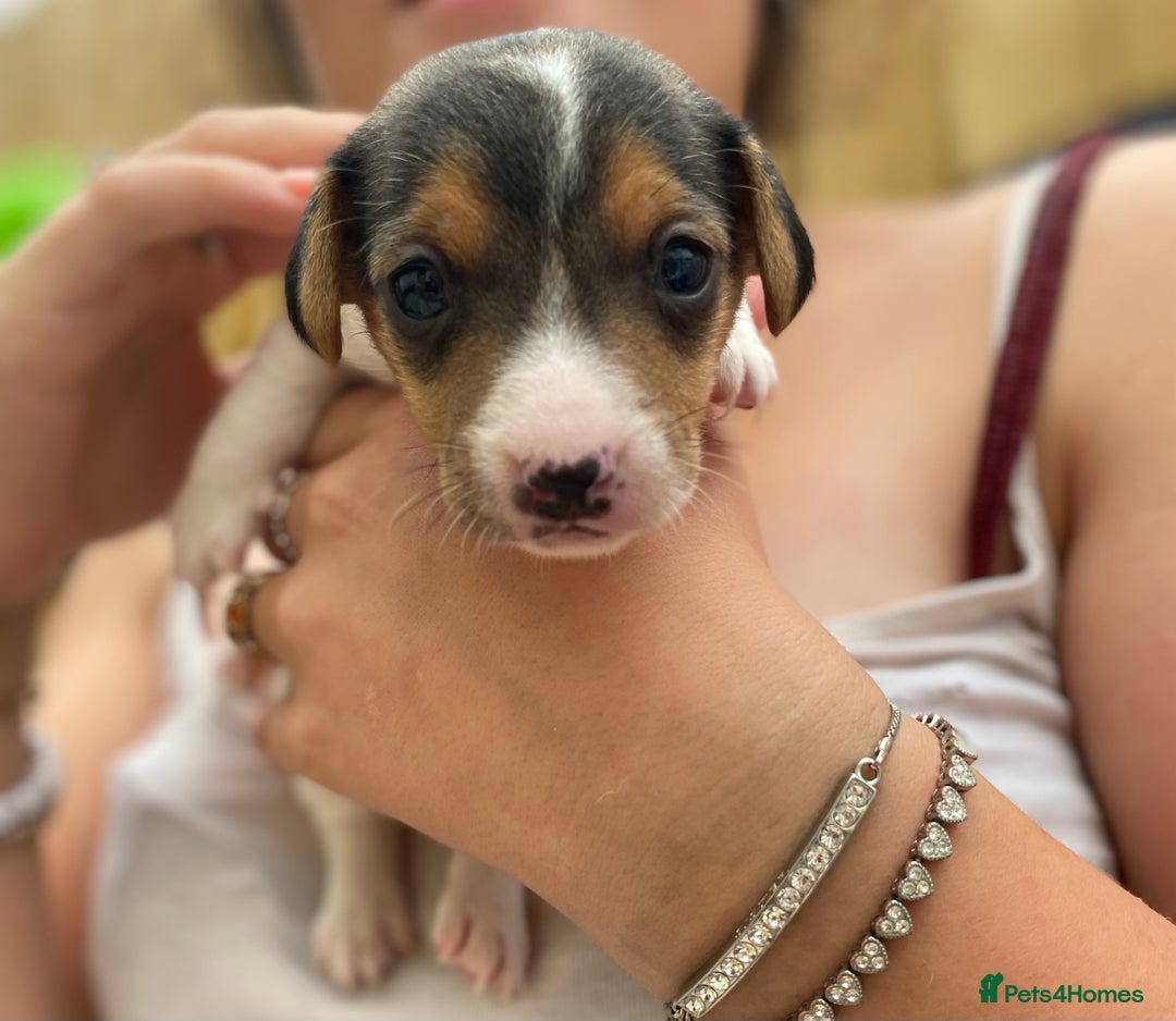 Jack Russell dogs for sale: 3 gorgeous male Jack Russells - Image 2