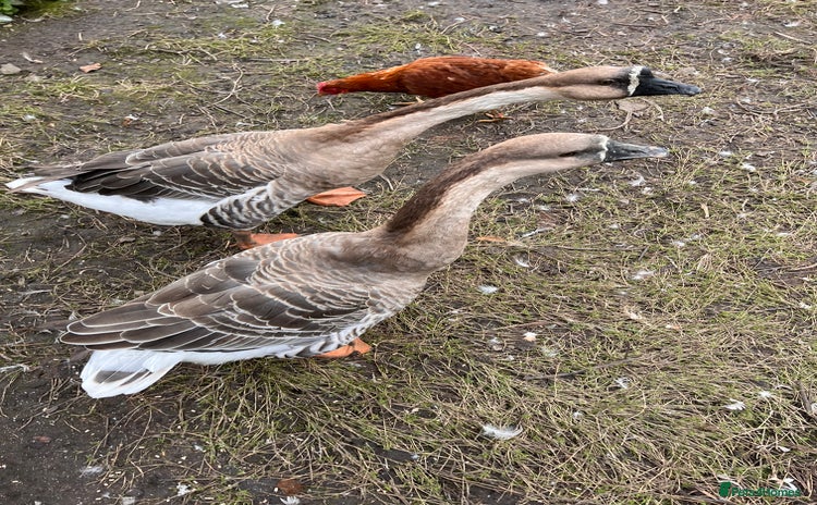 Geese poultry - Advert 1