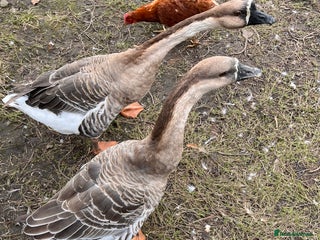 Geese poultry - Advert 3