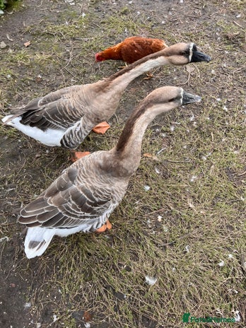 Geese poultry - Advert 1
