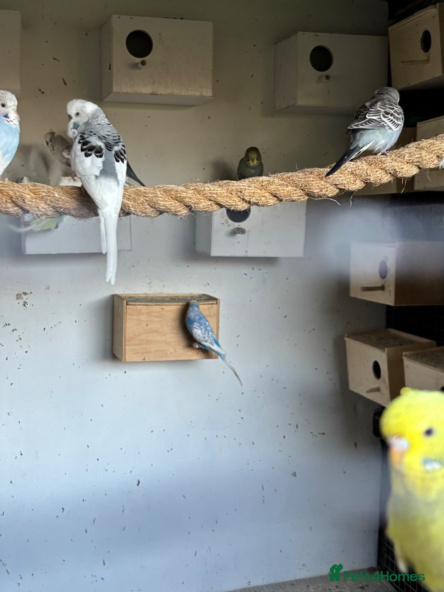 Budgerigars birds Budgies for sale  - Advert 1