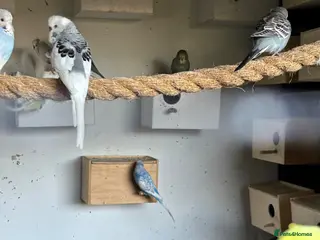 Budgerigars birds Budgies for sale - Advert 1