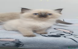 Ragdoll cats for sale: Ragdoll  Kittens  - Image 6