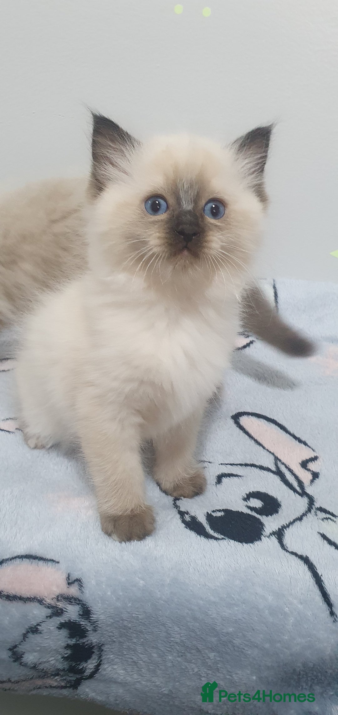 Ragdoll cats for sale: Ragdoll  Kittens  - Image 6