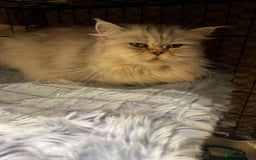 Scottish Fold cats for sale: Scottish Straight  - Image 3