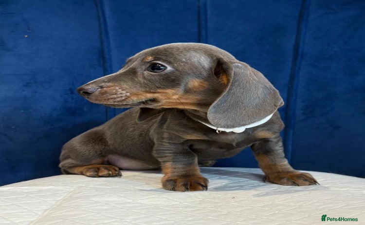 Miniature Dachshund dogs Miniature Dachshunds  - Advert 1