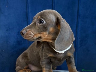 Miniature Dachshund dogs Miniature Dachshunds - Advert 1