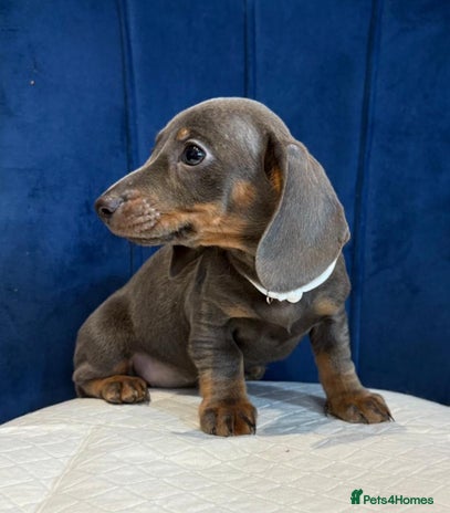 Miniature Dachshund dogs Miniature Dachshunds - Advert 1