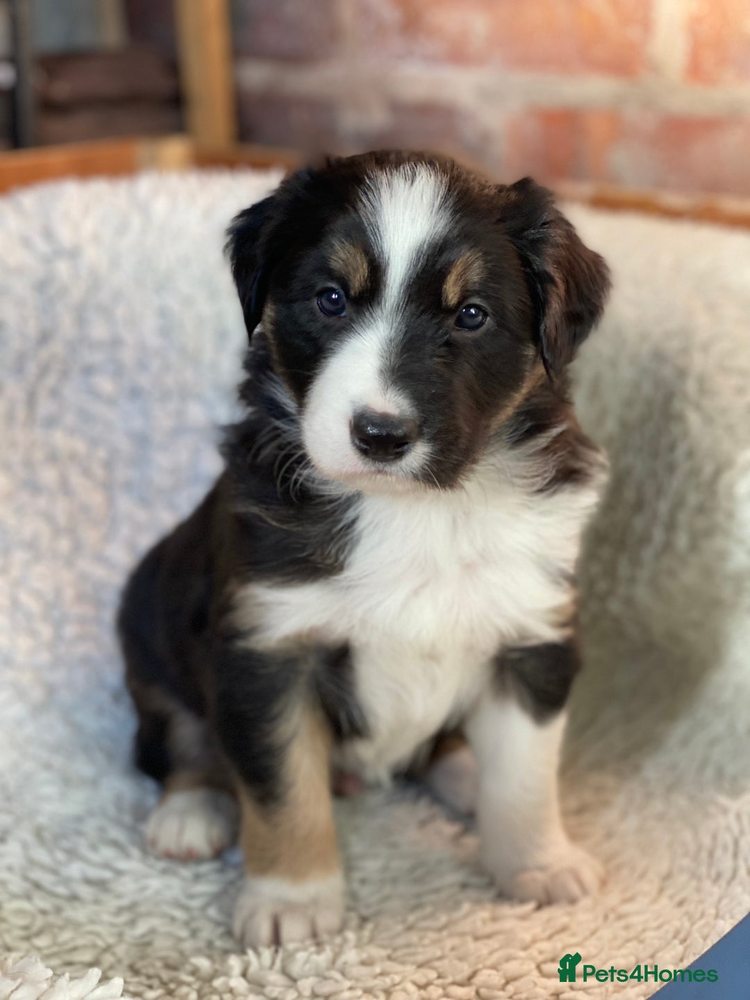 Border Collie dogs for sale: 🐾ISDS Registered Border Collie Puppies🐾 - Advert 10