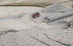 Ragdoll cats for sale: *READY TO LEAVE*beautiful Ragdoll babies for sale  - Image 7