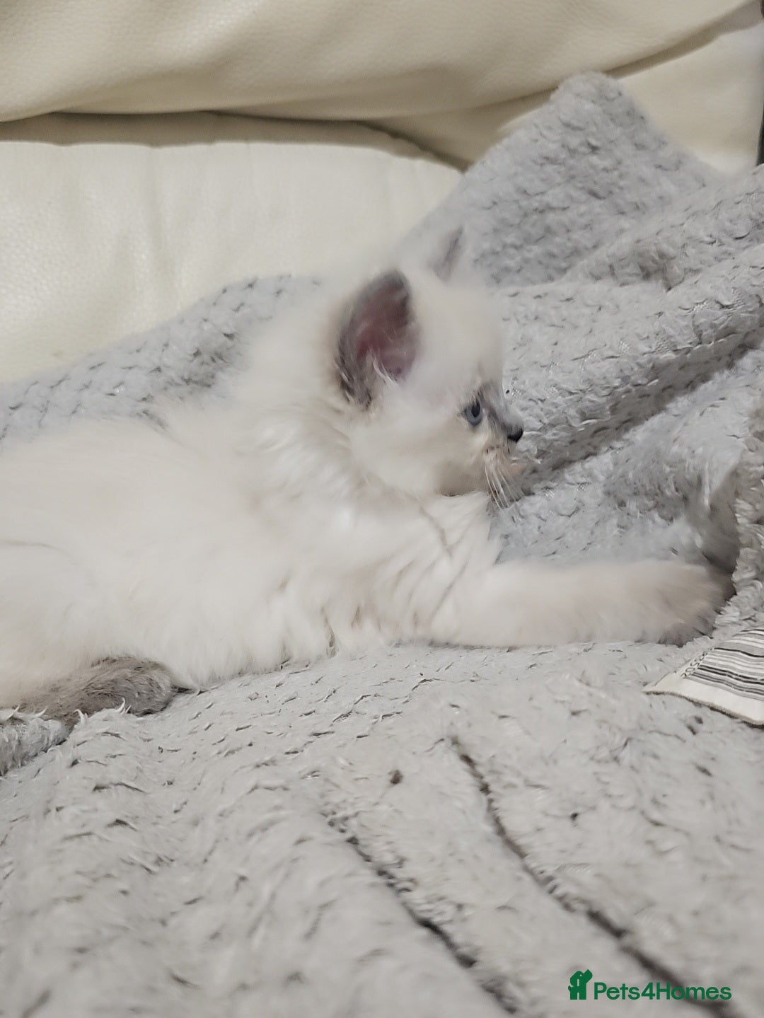 Ragdoll cats for sale: *READY TO LEAVE*beautiful Ragdoll babies for sale  - Image 7