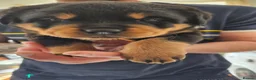Rottweiler dogs for sale: 4 beautiful rottweiler puppies - Advert 17