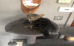 Mixed Breed cats for sale: Beautifully kittens ready for new home - Image 20