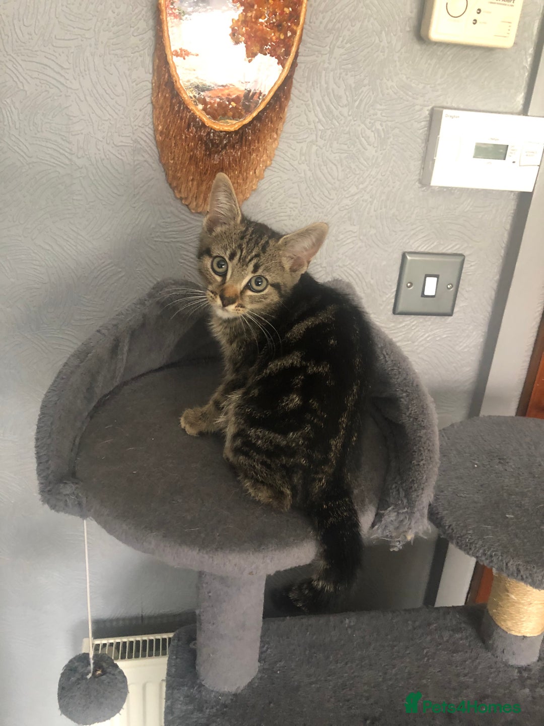 Mixed Breed cats for sale: Beautifully kittens ready for new home - Image 20