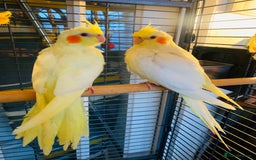 Cockatiels birds for sale: Breeding pair of Cockatiels - Image 1