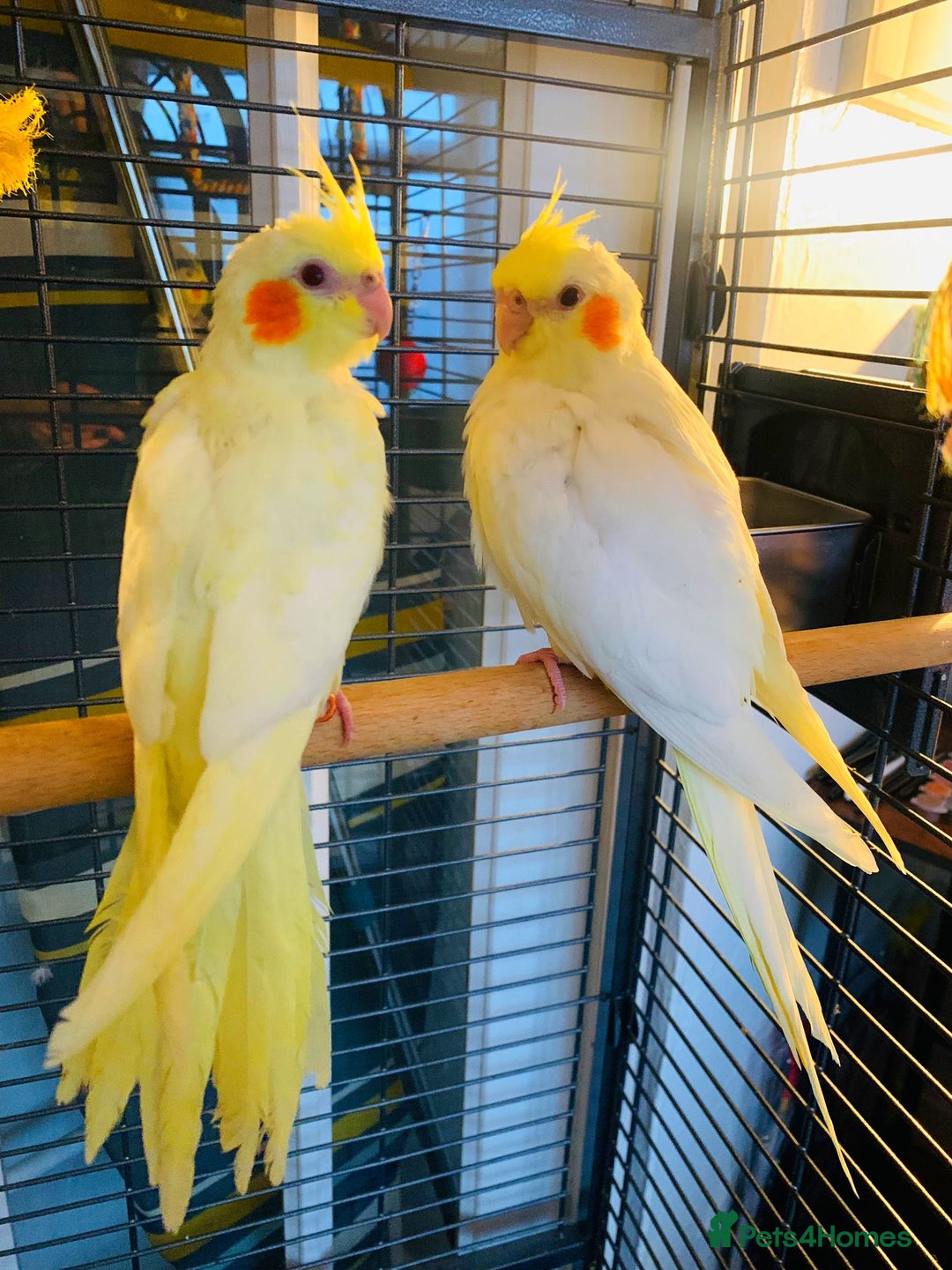 Cockatiels birds for sale: Breeding pair of Cockatiels - Image 1