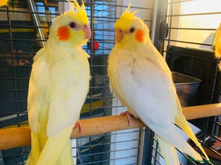 Cockatiels birds - Advert 1