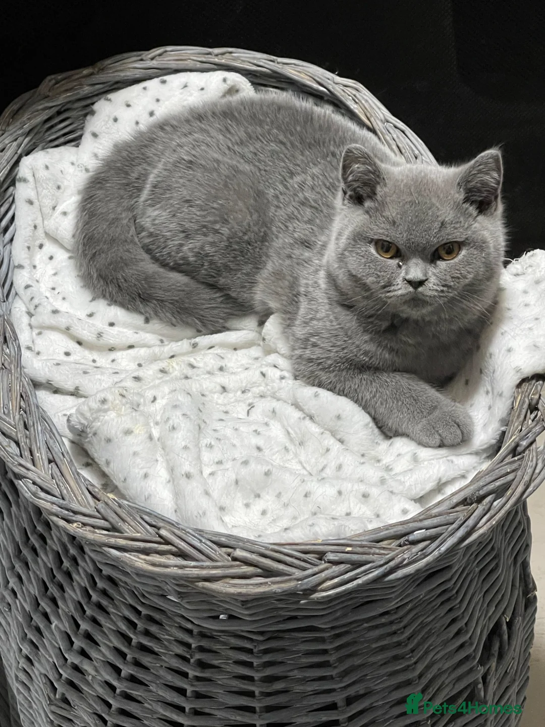 British Shorthair cats for sale: PEDIGREE BRITISH SHORTHAIR BLUE KITTENS in Edgware - Advert 6