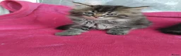 Mixed Breed cats for sale: Mixed persain and ragdoll kittens for sale,  - Advert 7