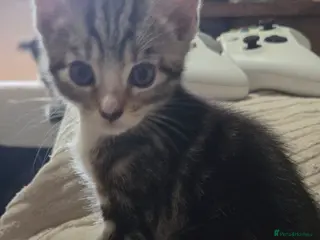 Mixed Breed cats 4 beautiful kittens - Advert 13