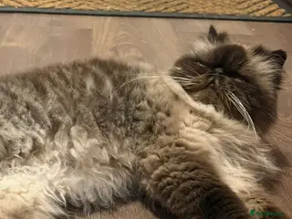 Persian cats Himalayan persian girl - Advert 4