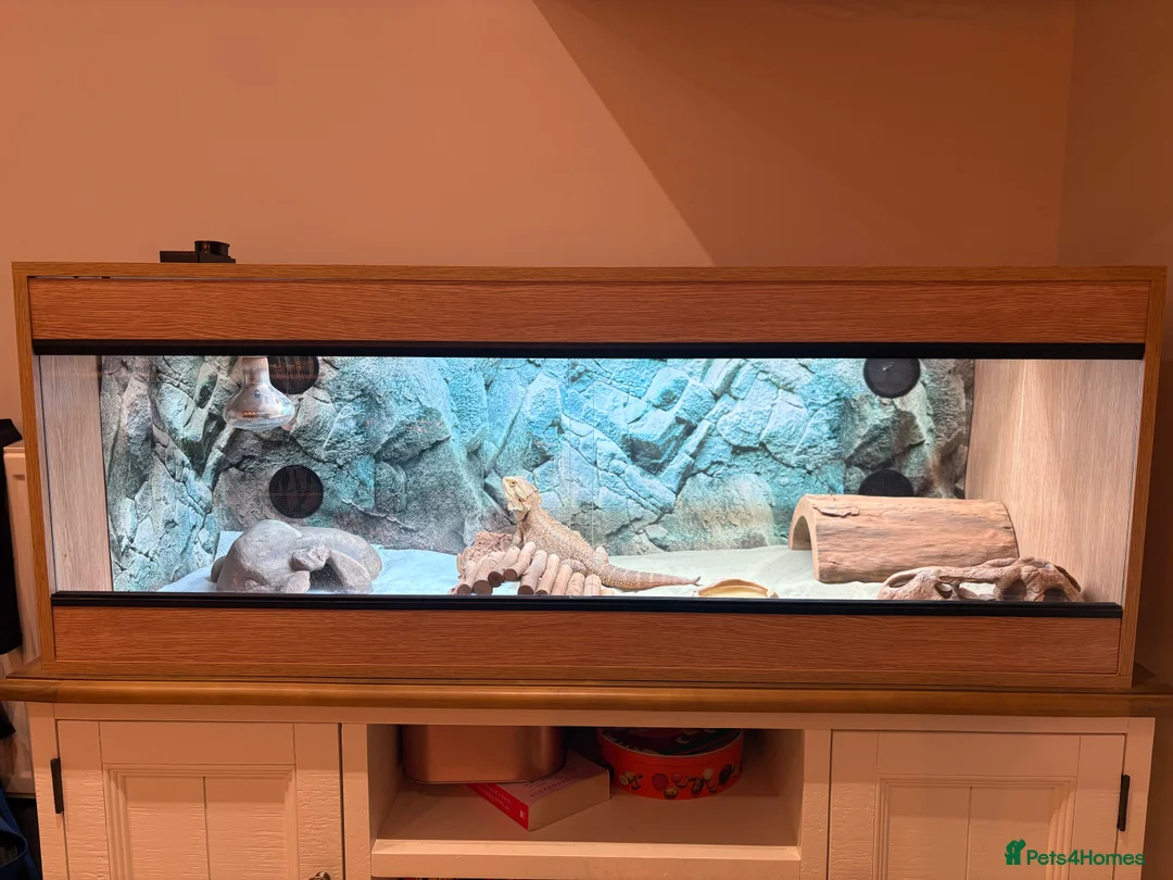 Bearded Dragon reptiles for sale: Male Bearded Dragon in Harwich - Advert 4