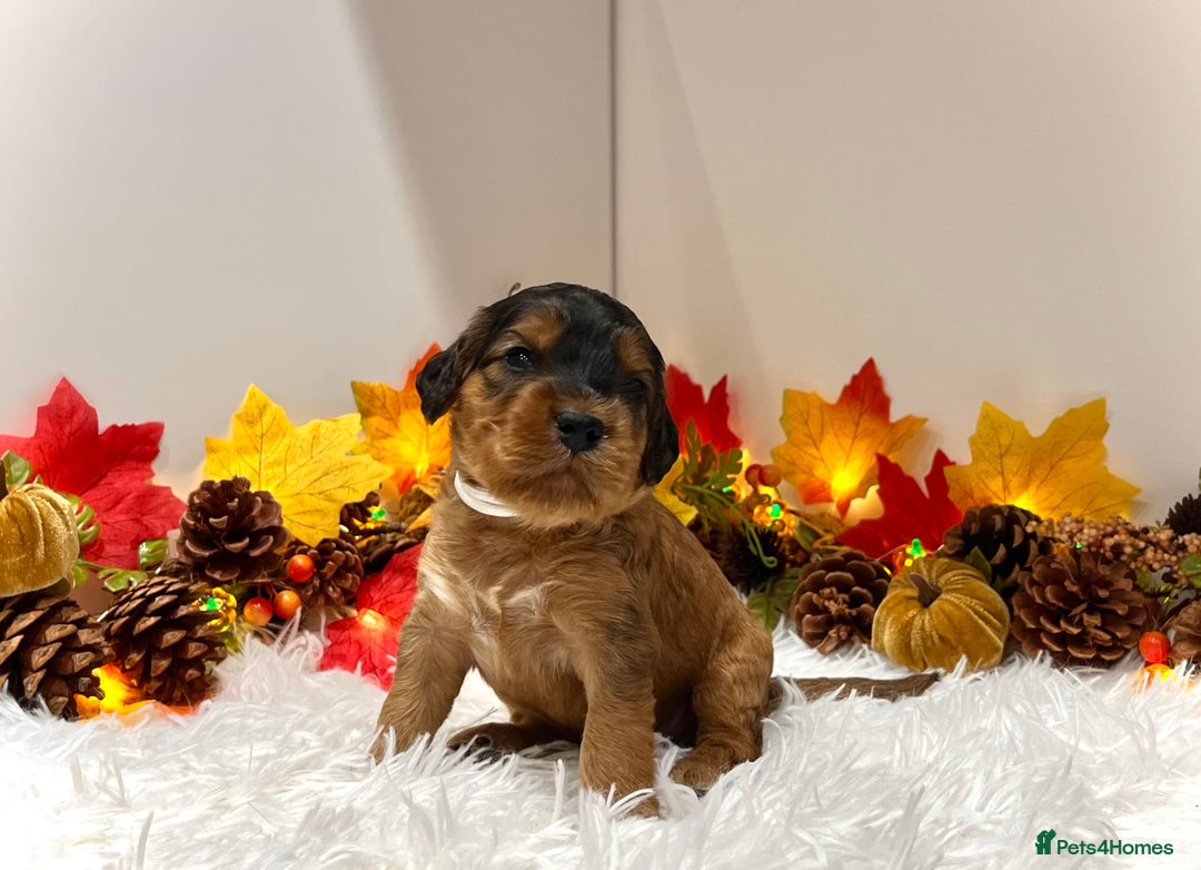 Cockapoo dogs for sale: 🌟Rare Reverse F1B Sable🌟DNA CLEAR Mini Cockapoos - Image 13