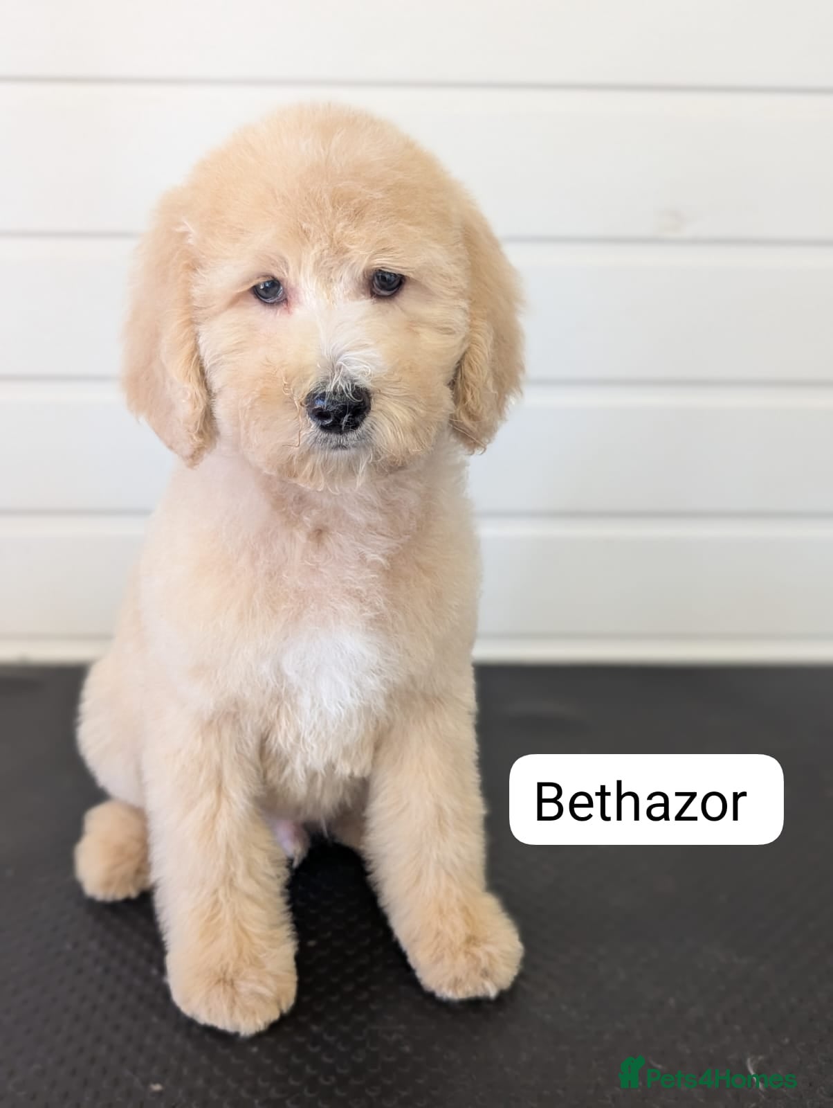 Goldendoodle dogs Unique goldendoodle puppies  - Advert 6