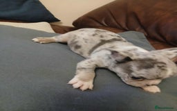French Bulldog dogs for sale: French Bulldog puppies  - Image 3