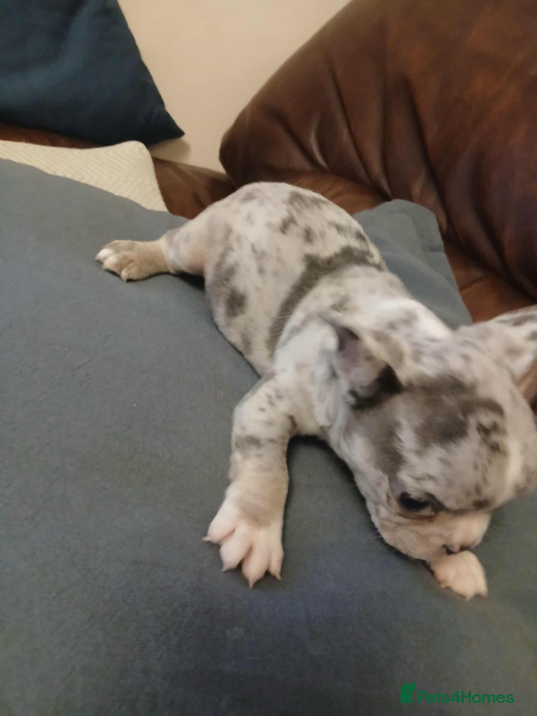 French Bulldog dogs for sale: French Bulldog puppies  - Image 3