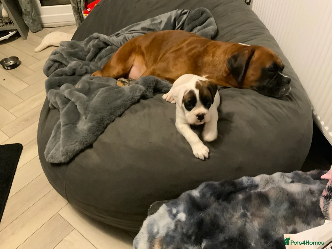 Boxer dogs for sale: Stunning White boy. - Advert 6