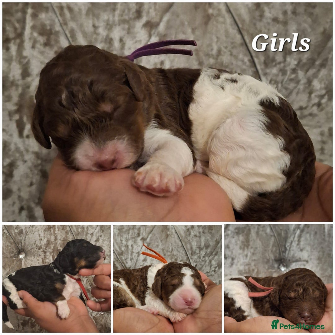 Standard Poodle dogs for sale: Beautiful KC registered parti tris - Advert 3