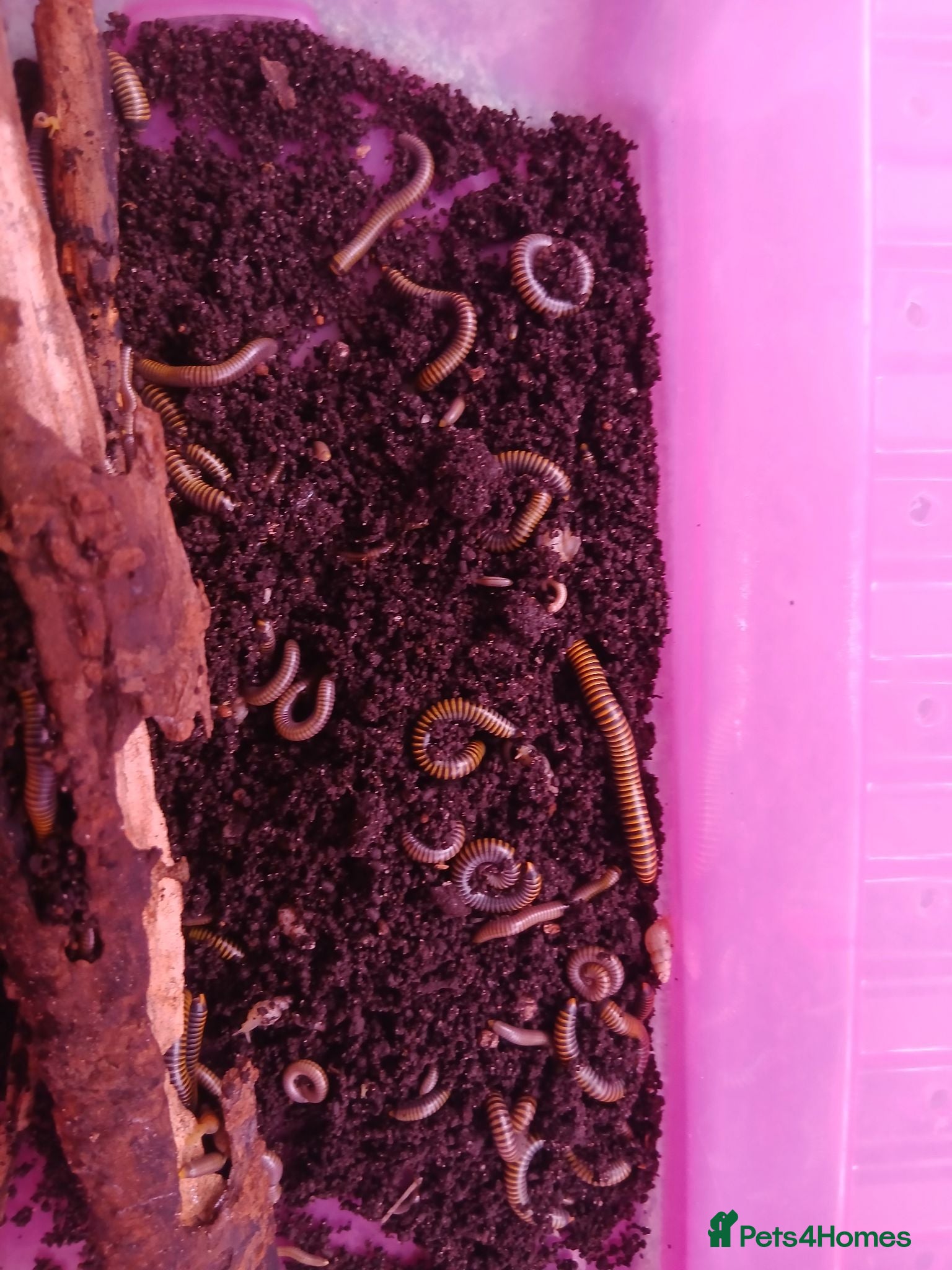 Millipedes invertebrates Bumble Millipede Colony – 50+ Mixed Sizes – £50 - Advert 3
